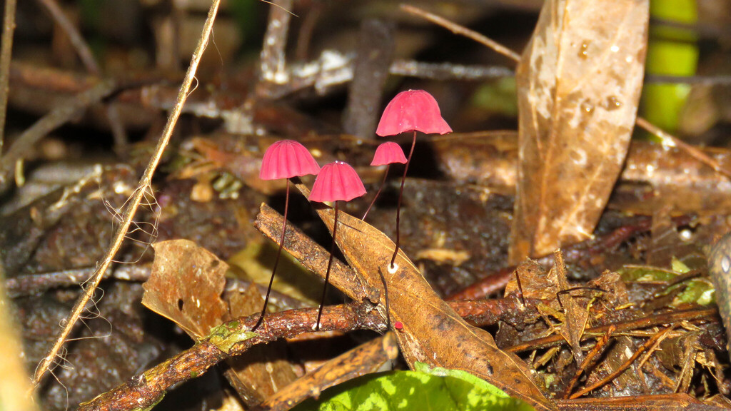 Marasmius haematocephalus · May 2025 · photo: © ariadnat (iNaturalist, cc-by)