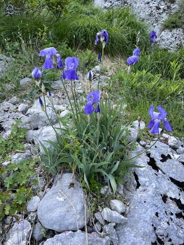 Iris pallida