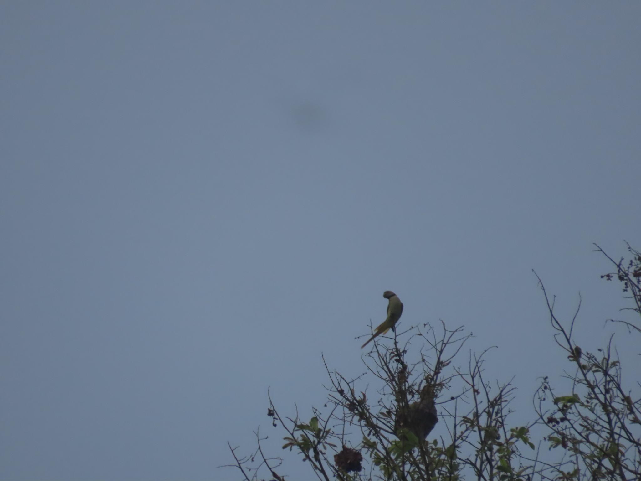 Blue-winged Parakeet (Psittacula columboides), photo 9