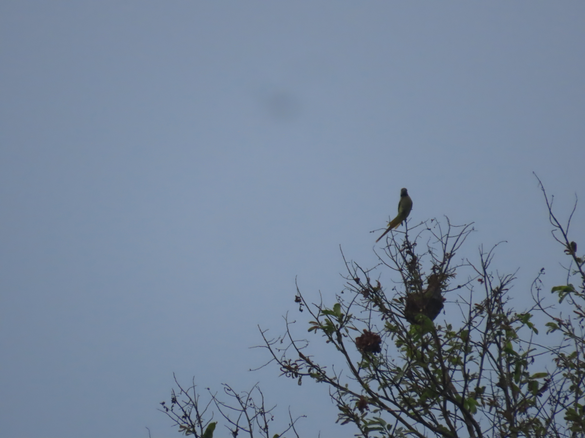 Blue-winged Parakeet (Psittacula columboides), photo 10