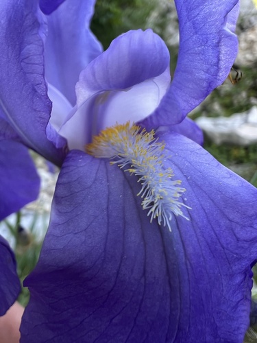 Iris pallida