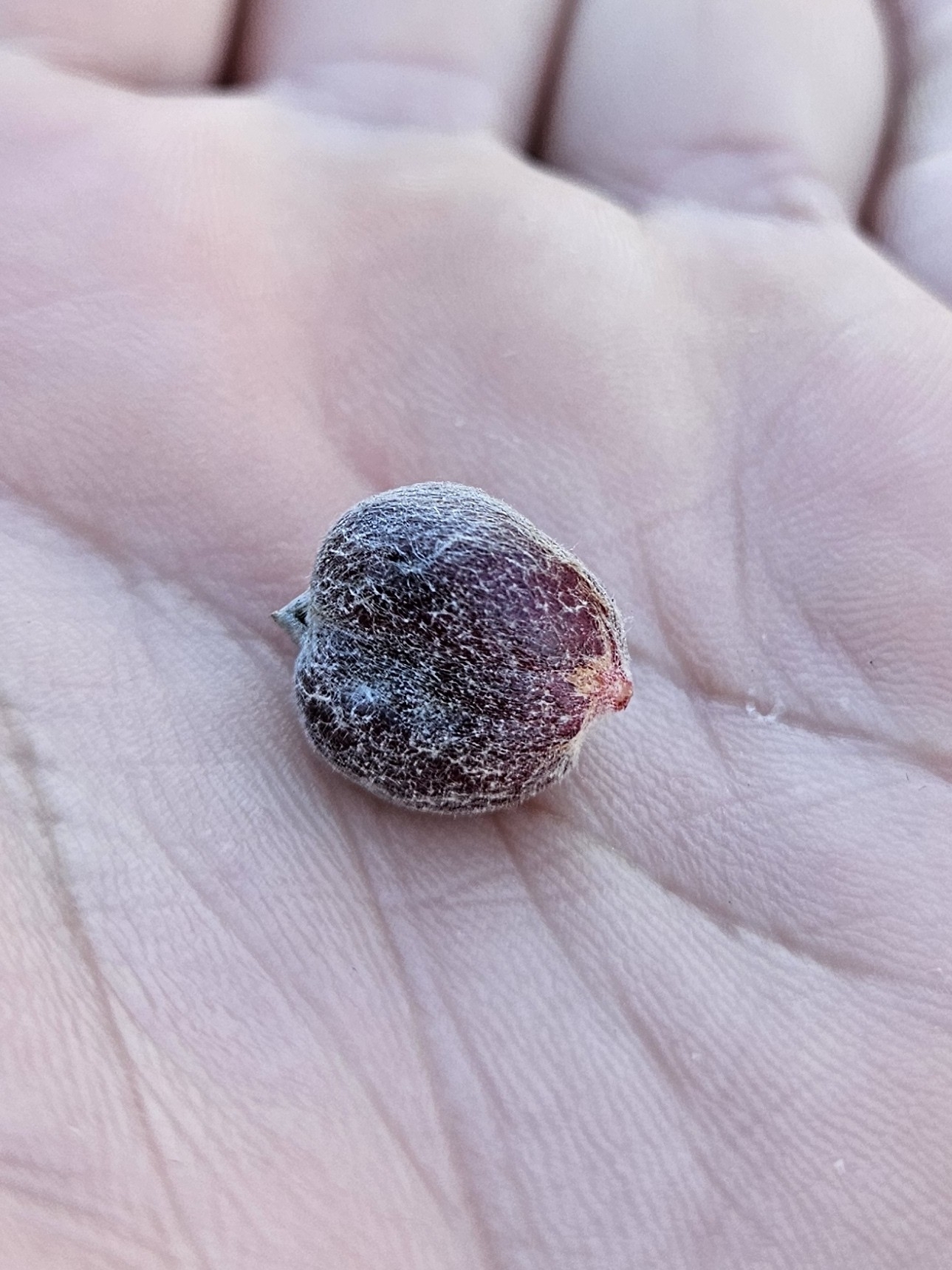 Sabicea brasiliensis