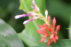 Rauvolfia serpentina