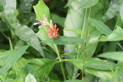 Rauvolfia serpentina