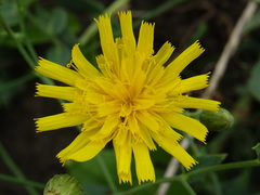 Hieracium robustum