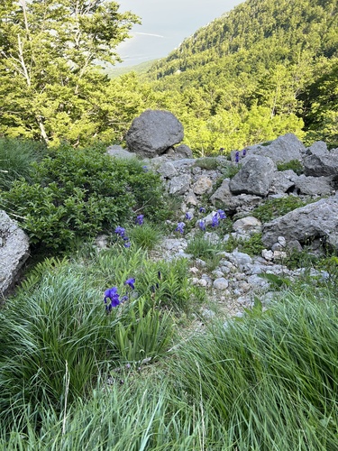 Iris pallida