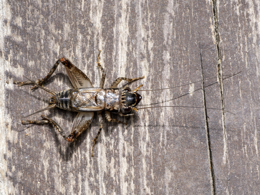 Loxoblemmus appendicularis