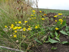 Hieracium robustum