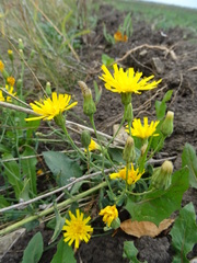 Hieracium robustum