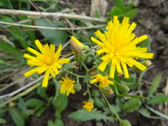 Hieracium robustum