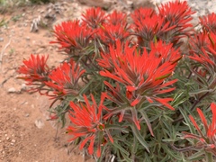 Castilleja scabrida scabrida