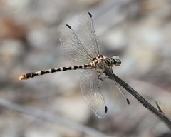 Erpetogomphus