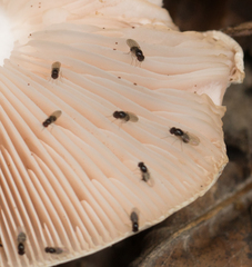 Mycodrosophila stalkeri