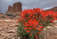 Castilleja scabrida scabrida