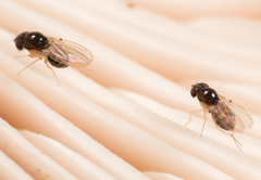 Mycodrosophila stalkeri