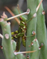 Bootettix argentatus