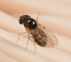 Mycodrosophila stalkeri