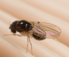 Mycodrosophila stalkeri