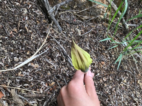 Arisaema flavum, photograph 2