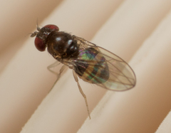 Mycodrosophila stalkeri