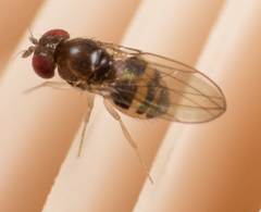 Mycodrosophila stalkeri