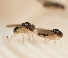 Mycodrosophila stalkeri