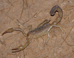 Androctonus amoreuxi