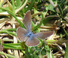 Hemiargus ramon