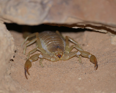 Androctonus amoreuxi