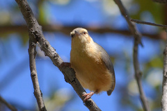 Sylvietta rufescens flecki