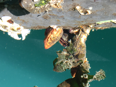 Styela montereyensis