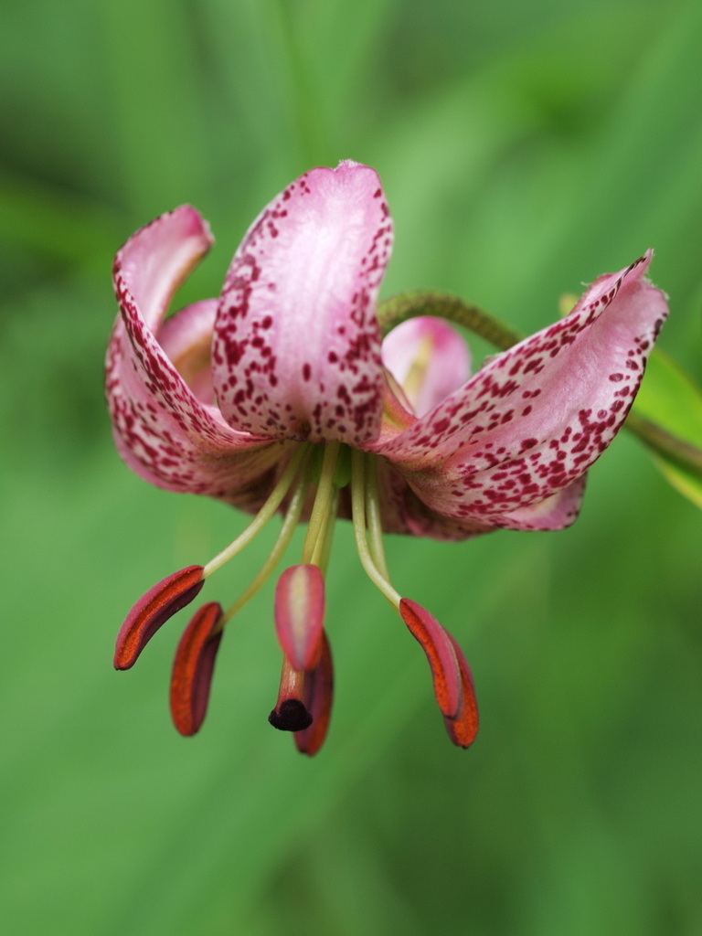 Azucena Silvestre (Lilium martagon) · Natusfera
