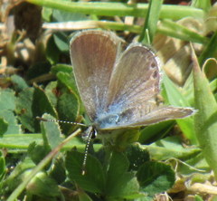 Hemiargus ramon