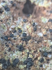 Arthrorhaphis grisea