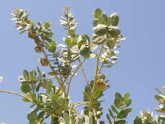 Calotropis procera