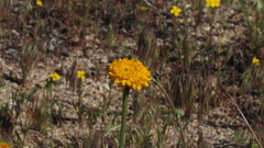 Chaenactis glabriuscula glabriuscula