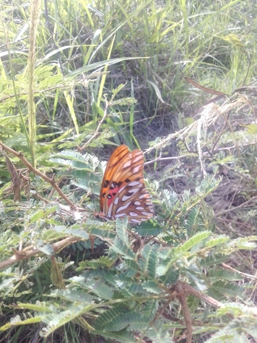 Gulf Fritillary