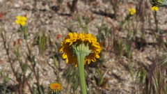 Chaenactis glabriuscula glabriuscula