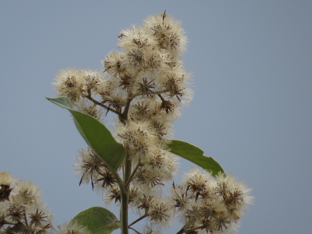 Vernonanthura discolor