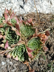 Sempervivum