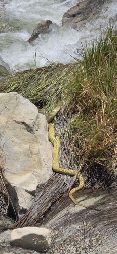 Arabian Cobra
