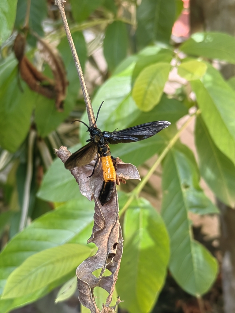 Rhathymoscelis haldemanii