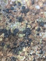 Arthrorhaphis grisea