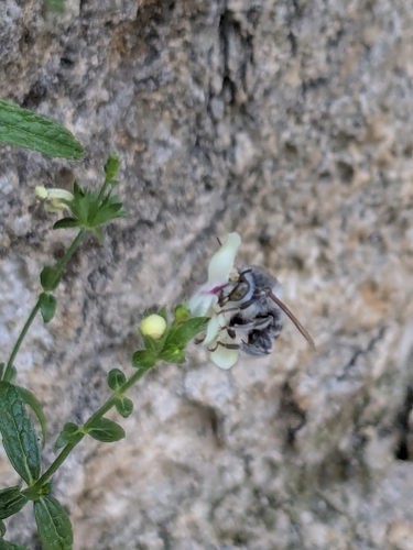 Anthophore grosses-cuisses