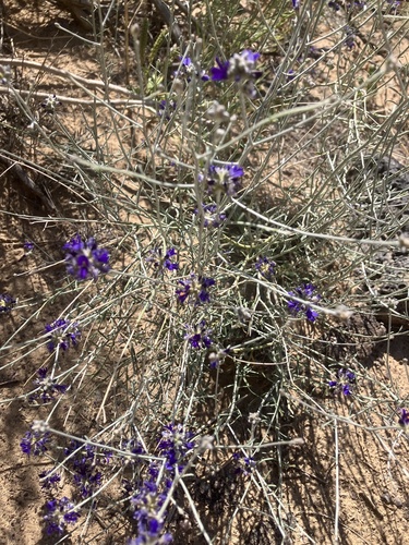 Psorothamnus scoparius, photograph 4