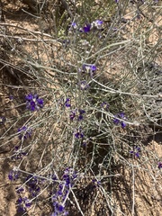 Psorothamnus scoparius, photograph (c) Melissa Mullins, some rights reserved (CC BY)