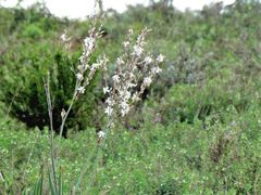 Chlorophytum capense