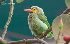 Psilopogon zeylanicus