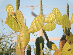 Opuntia