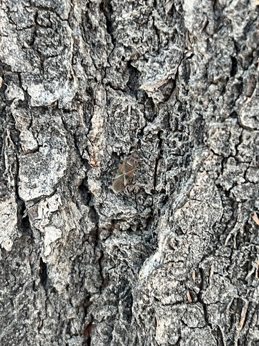 Elm Seed Bug